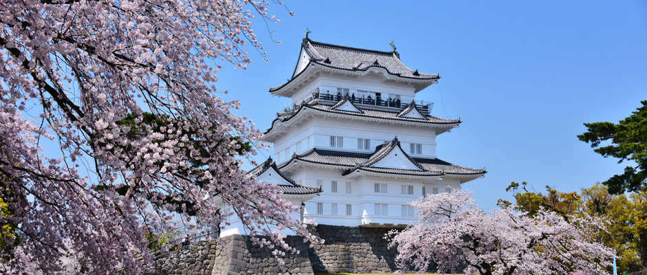 tokyo day trip cherry blossom