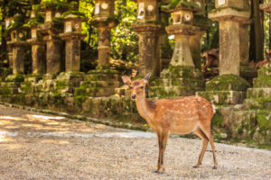 deer from rural japan area nara